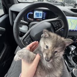 Brown Girl - Sable German Shepherd puppy in Depauville, New York from Davis Farm