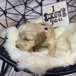 Aussiedoodle, Cockapoo, Goldendoodle, Poodle, Sheepadoodle, and Springerdoodle Puppies from Two Creeks Farm Poodles & Doodles