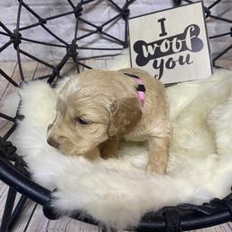 Aussiedoodle, Cockapoo, Goldendoodle, Poodle, Sheepadoodle, and Springerdoodle Puppies from Two Creeks Farm Poodles & Doodles