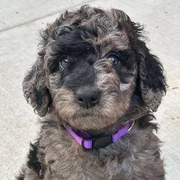 Dark Purple Girl - Merle female Goldendoodle puppy in San Diego, California from Sensational Doodles