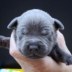 Cider - Blue female Staffordshire Bull Terrier puppy in Dallas, Texas from Wild Blue Staffords