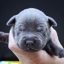 Cider - Blue female Staffordshire Bull Terrier puppy in Dallas, Texas from Wild Blue Staffords