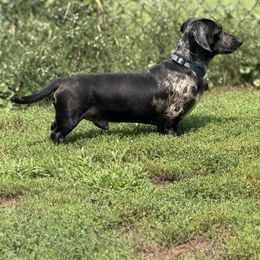 Bucky - Dapple male Dachshund puppy in Madison, Wisconsin from SK Dashing  Dachshunds