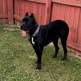 Nyla  - Cane Corso