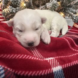 Storm - White female Siberian Husky puppy in Slippery Rock, Pennsylvania from Stone Ridge Huskies