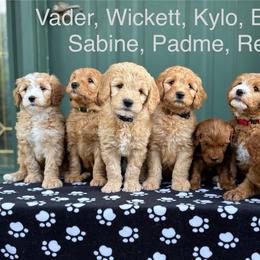 Goldendoodle puppies from Prairie Doodle Dogs