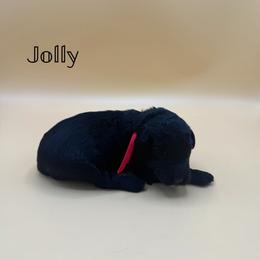 Jolly - Black and white female Aussiedoodle puppy in Paragould, Arkansas from AC Doodles & Corgis