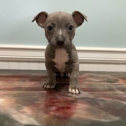 Blue brindle tuxedo - Blue and white male Teddy Roosevelt Terrier puppy in Russellville, Kentucky from Mud-E Acres Kennel