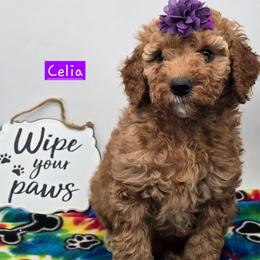 Celia - Red  female Goldendoodle puppy in Neillsville, Wisconsin from Granton Creek