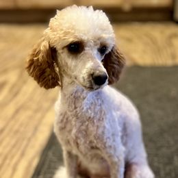 Honey bunny - Poodle