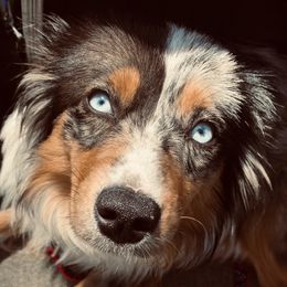 Gemma - Miniature Australian Shepherd