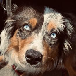 Gemma - Miniature Australian Shepherd