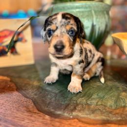 AKC Oreo - Dapple male Dachshund puppy in Knoxville, Tennessee from Thea's Puppies