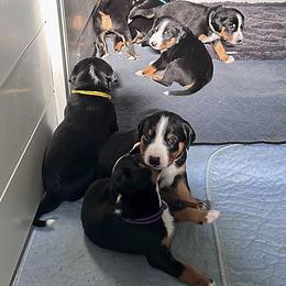Appenzeller Sennenhund Puppies from HussarRidge