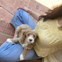 Australian Labradoodle Puppies from Berrybrook Doodles