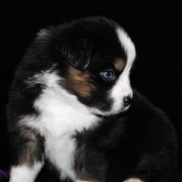 Erin - Black tri-color female Australian Shepherd puppy in Colorado Springs, Colorado from Rocky Mountain Aussies