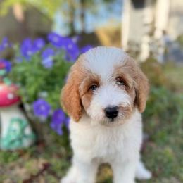 Cheyenne - Parti female Goldendoodle puppy in Jacksonville, Florida from Dandelion Doodles