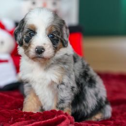 Violet - Merle female Bernedoodle puppy in Dundee, Ohio from Down Home Doodle