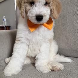 Bernedoodle, Cockapoo, and Goldendoodle Puppies from Avery Doodle Day LLC