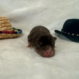Winchester - Chocolate and white male Chihuahua puppy in Seneca, Missouri from Stephanie’s Puppy Colony