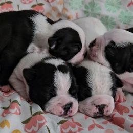 American Bully and Boston Terrier Puppies from Greenberg's Boston Terriers & Bullies of Metro Detroit