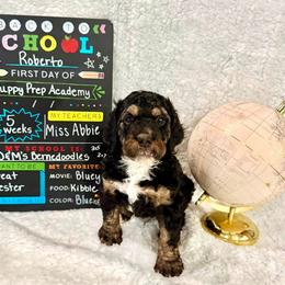 Roberto - male Golden Mountain Doodle puppy in Victoria, Texas from Deidre's Doodles