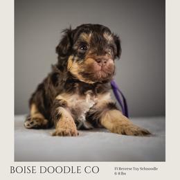 Patsy Cline - Brown female Schnoodle puppy in Caldwell, Idaho from Boise Doodle Co.