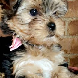 Yorkshire Terrier Puppies from On The Edge Of A Dream Yorkies