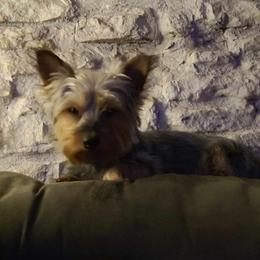 Roxie - Yorkshire Terrier