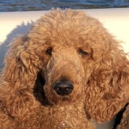 Remi - Poodle