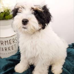 Clove - Tri-color female Bernedoodle puppy in Granton, Wisconsin from Rose River Farms