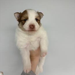 Chip - Red and white male Pomsky puppy in Spring Hill, Florida from Besties Paw Life