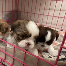 Shih Tzu Puppies from Wood Foo Breeders