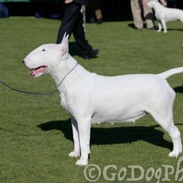 Peanut - Bull Terrier