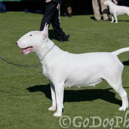 Peanut - Bull Terrier