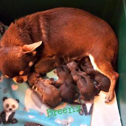 Girl 3 - Chocolate and tan female Chihuahua puppy in Richmond, Virginia from Breens