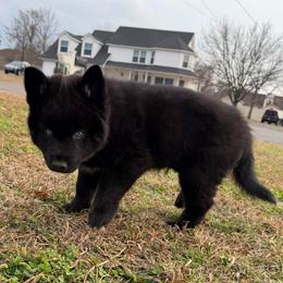 Artur - Black and white male Pomsky puppy in La Vergne, Tennessee from Atencio Pomsky
