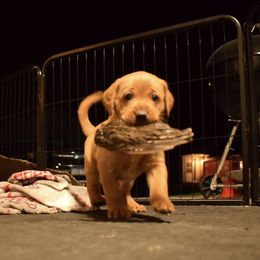Labrador Retriever Puppies from TNT Elite Labradors