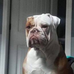 Olde English Bulldogge All Grown Up from M&M Bulldogs