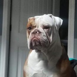 Olde English Bulldogge All Grown Up from M&M Bulldogs