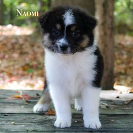 Naomi - Black tri-color female Australian Shepherd puppy in Coldwater, Michigan from Northern Star Australian Shepherds
