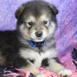 Leuco- Blue - Agouti and white male Alaskan Malamute puppy in Independence, Virginia from New River Valley Malamutes