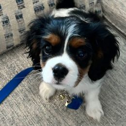 Cavalier King Charles Spaniel Puppies from Reynolds Farms Cavaliers