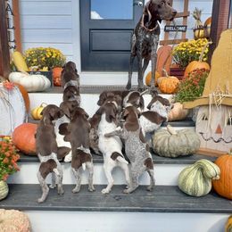 German Shorthaired Pointer Puppies from Copper Ridge Stables