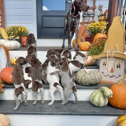 German Shorthaired Pointer Puppies from Copper Ridge Stables