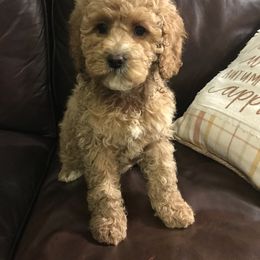 Australian Labradoodle Puppies from Wild Daisy Labradoodles