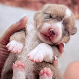 Wolfe - Blue male Pembroke Welsh Corgi puppy in Tonkawa, Oklahoma from Oaken Ridge Corgis