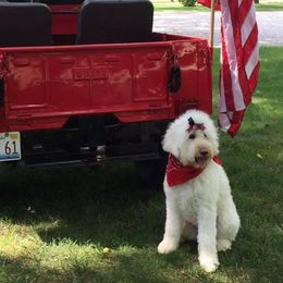 French Bulldogs and Goldendoodles from Frankie’s Frenchies