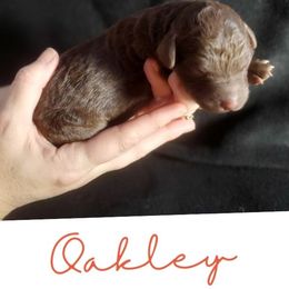 Oakley - Chocolate male Labradoodle puppy in Siloam Springs, Arkansas from Siloam Doodles