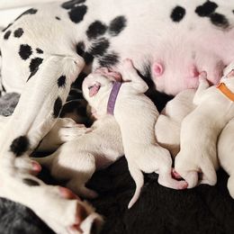 Dalmatian Puppies from Seaside Dalmatians